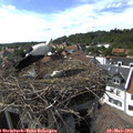 16_20-nest.jpg