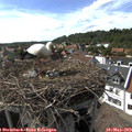 16_25-nest.jpg