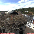 16_30-nest.jpg