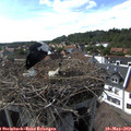 16_35-nest.jpg
