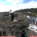 16_40-nest.jpg