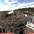 16_45-nest.jpg
