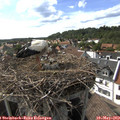 16_50-nest.jpg