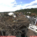 16_55-nest.jpg