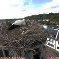 17_00-nest.jpg
