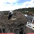 17_05-nest.jpg