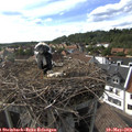 17_10-nest.jpg