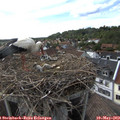 17_15-nest.jpg