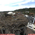 17_20-nest.jpg