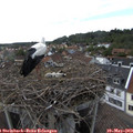 17_25-nest.jpg
