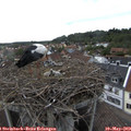 17_30-nest.jpg