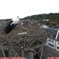 17_35-nest.jpg