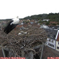 17_40-nest.jpg