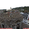 17_45-nest.jpg