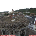 17_50-nest.jpg
