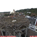 18_00-nest.jpg