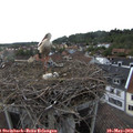 18_05-nest.jpg