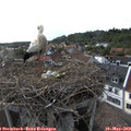 18_15-nest.jpg