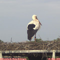 18_20-mast.jpg