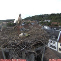 18_20-nest.jpg