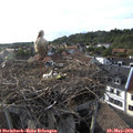 18_25-nest.jpg