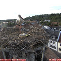 18_30-nest.jpg