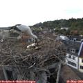 18_35-nest.jpg