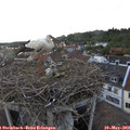 18_55-nest.jpg
