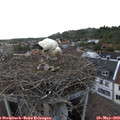 19_00-nest.jpg