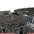 19_05-nest.jpg