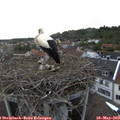 19_10-nest.jpg