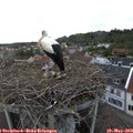 19_15-nest.jpg