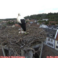 19_20-nest.jpg