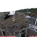 19_25-nest.jpg