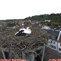 19_30-nest.jpg