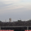 19_40-mast.jpg