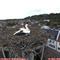 19_40-nest.jpg