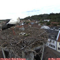 19_45-nest.jpg