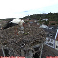 19_50-nest.jpg