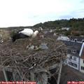 19_55-nest.jpg