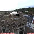 20_05-nest.jpg