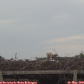20_10-mast.jpg