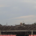 20_15-mast.jpg