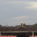 20_20-mast.jpg