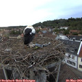 20_25-nest.jpg