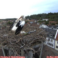 20_30-nest.jpg