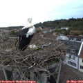 20_35-nest.jpg