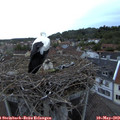 20_40-nest.jpg