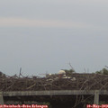 20_45-mast.jpg