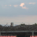05_50-mast.jpg